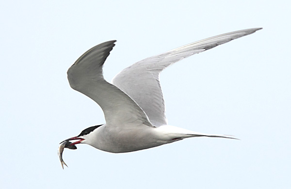 Sterne pierregarin  - Beat Walser