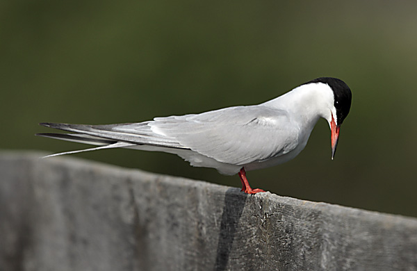 Sterne pierregarin  - Beat Walser