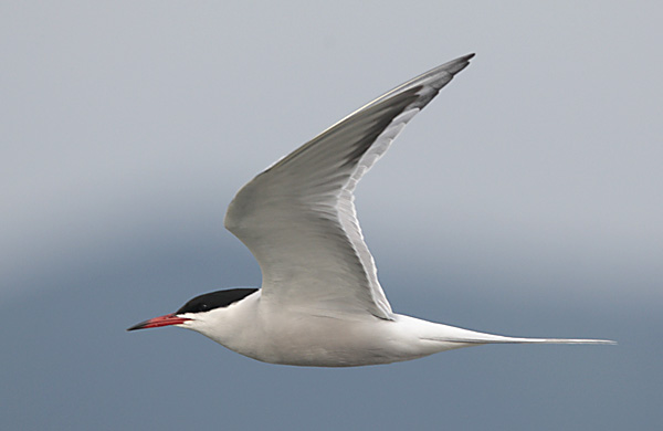 Sterne pierregarin  - Beat Walser