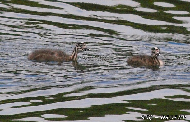 Grèbe huppé  - Patricia Marmeys Fatton