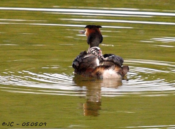 Grèbe huppé  - Patricia Marmeys Fatton