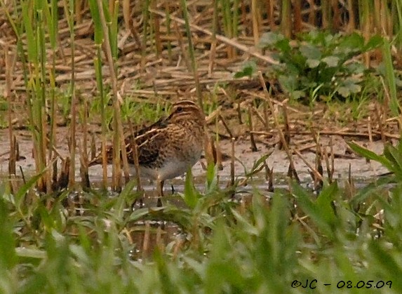 Bécassine des marais  - Patricia Marmeys Fatton