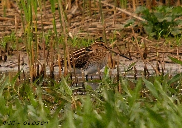 Bécassine des marais  - Patricia Marmeys Fatton