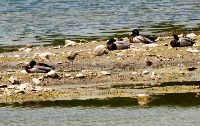 Chevalier gambette  - Pierre Jeannet