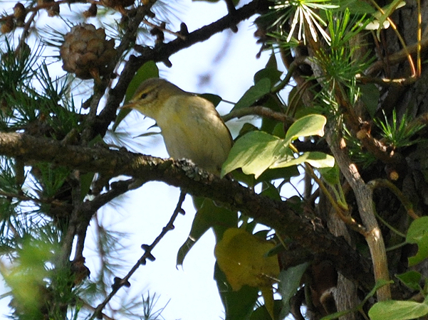 Pouillot fitis  - Stephane Henneberg