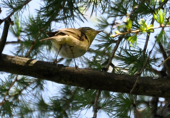Pouillot fitis  - Stephane Henneberg