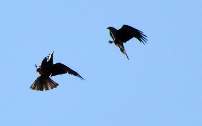 Milan noir  - Stephane Henneberg