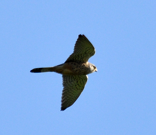 Faucon crécerelle  - Stephane Henneberg