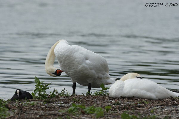 Cygne tuberculé  - Berlie Arlette