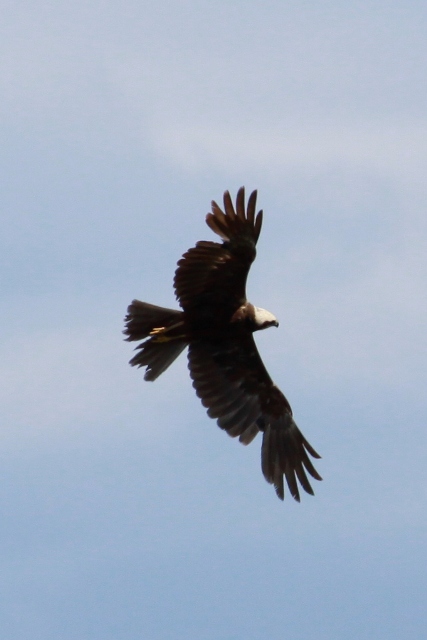 Busard des roseaux  - Fritz Sigg