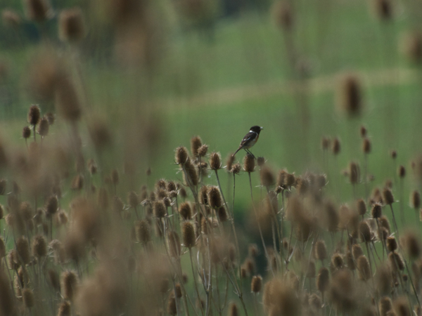 Tarier pâtre  - René Bürgisser