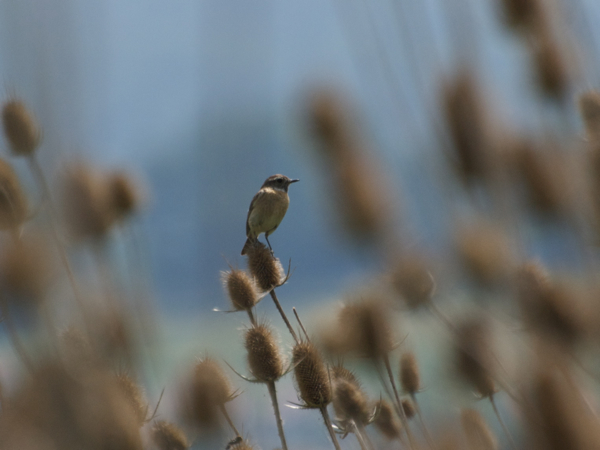 Tarier pâtre  - René Bürgisser