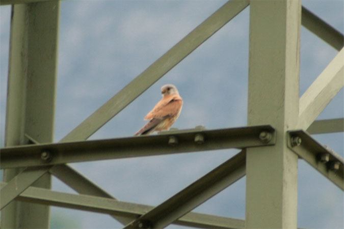 Faucon crécerelle  - Samuel Rey-Mermet