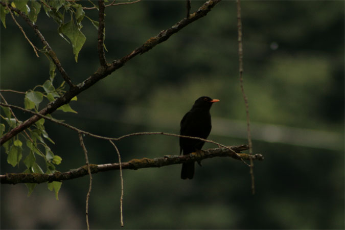 Merle noir  - Samuel Rey-Mermet