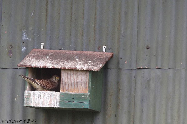Faucon crécerelle  - Berlie Arlette