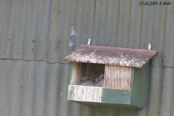 Gheppio  - Berlie Arlette