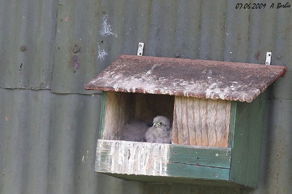 Faucon crécerelle  - Berlie Arlette