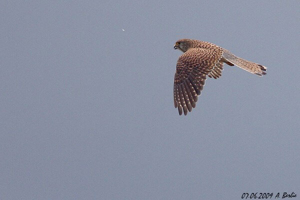 Faucon crécerelle  - Berlie Arlette