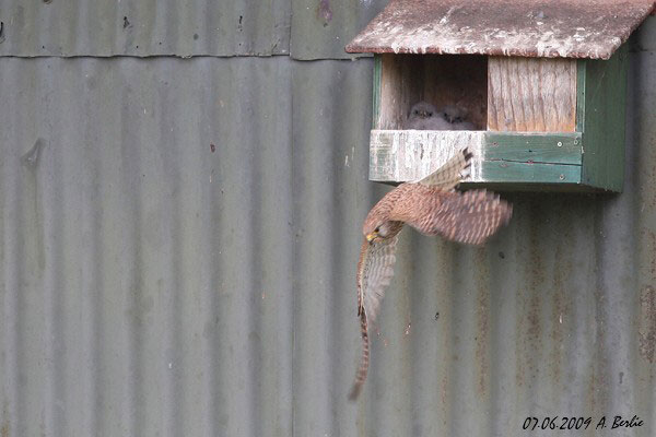 Faucon crécerelle  - Berlie Arlette