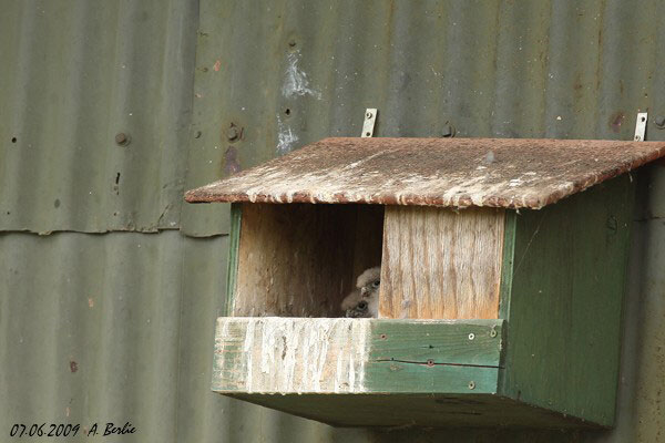 Faucon crécerelle  - Berlie Arlette