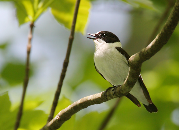 Gobemouche à collier  - Patrick Donini