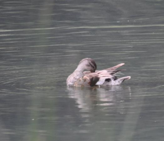 Canard chipeau  - Astrid Oehl