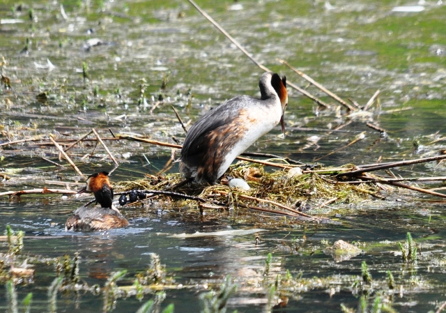 Grèbe huppé  - Astrid Oehl