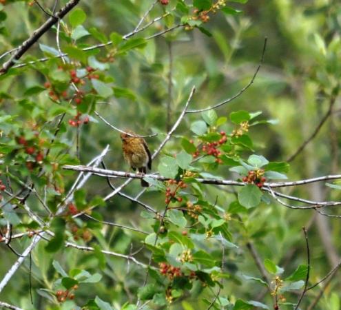 Rougegorge familier  - Astrid Oehl