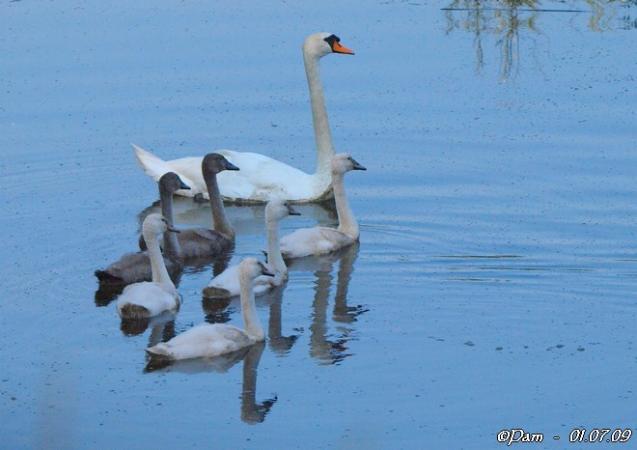 Cygne tuberculé  - Patricia Marmeys Fatton