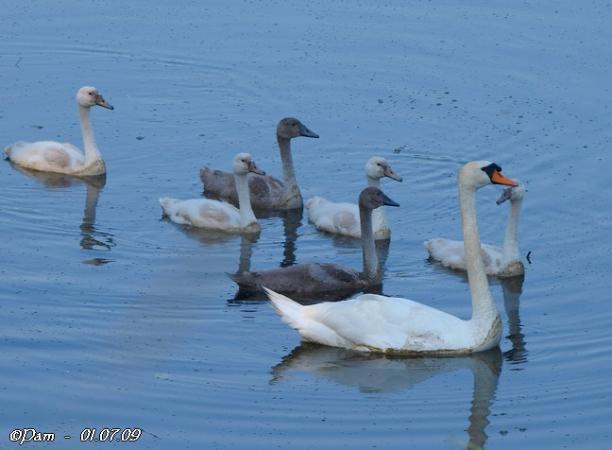 Cygne tuberculé  - Patricia Marmeys Fatton