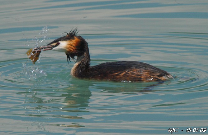 Grèbe huppé  - Patricia Marmeys Fatton