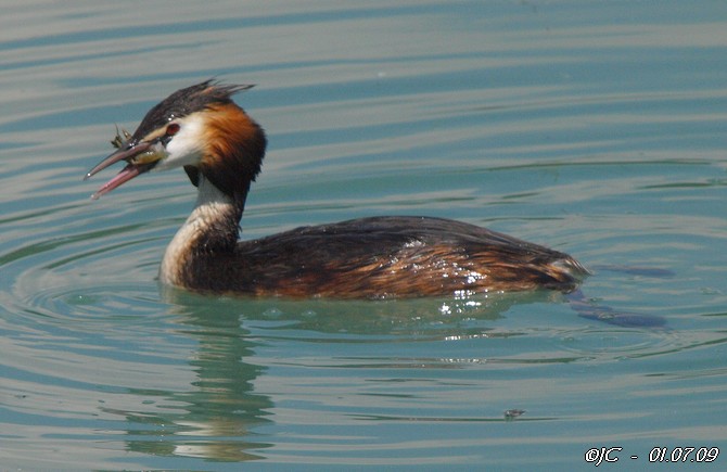 Grèbe huppé  - Patricia Marmeys Fatton