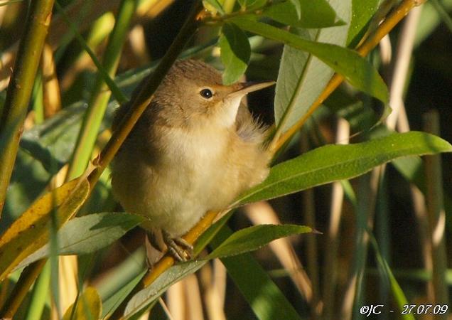 Rousserolle effarvatte  - Patricia Marmeys Fatton