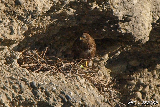 Buse variable  - Patricia Marmeys Fatton