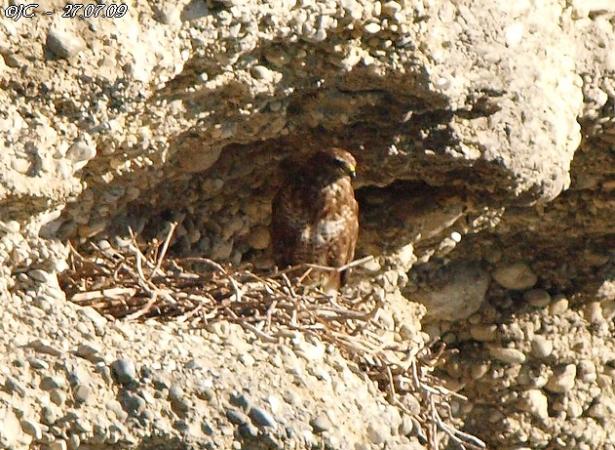 Buse variable  - Patricia Marmeys Fatton