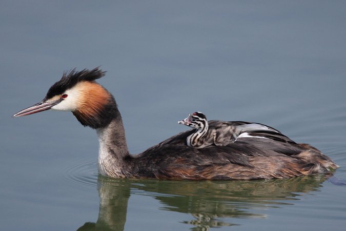 Grèbe huppé  - Martin Trachsel