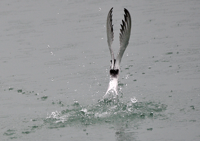 Sterne pierregarin  - Stephane Henneberg