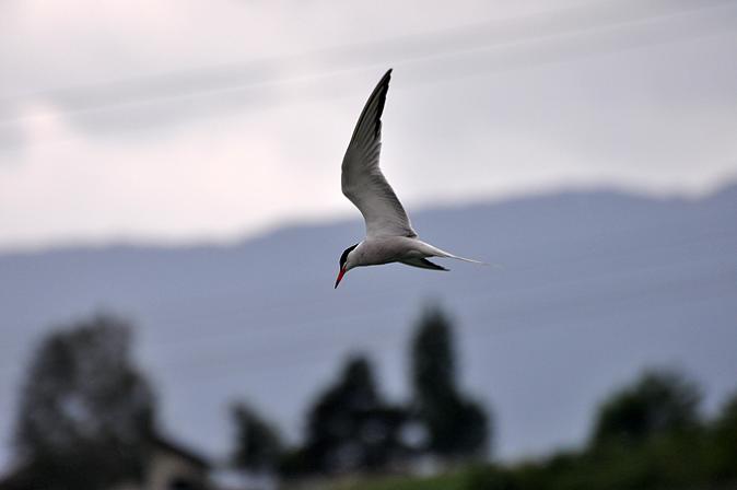 Flussseeschwalbe  - Stephane Henneberg