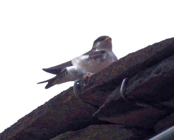 Hirondelle de fenêtre  - Rémy Braillard