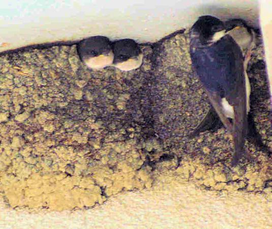 Hirondelle de fenêtre  - Rémy Braillard