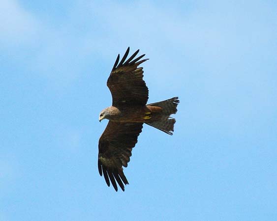 Milan noir  - Marco Bagutti