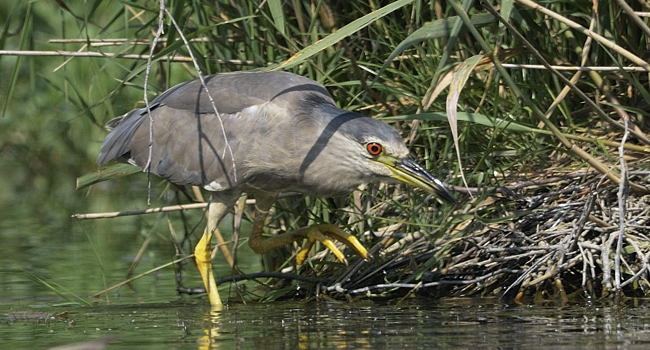 Bihoreau gris  - Peter Koch 