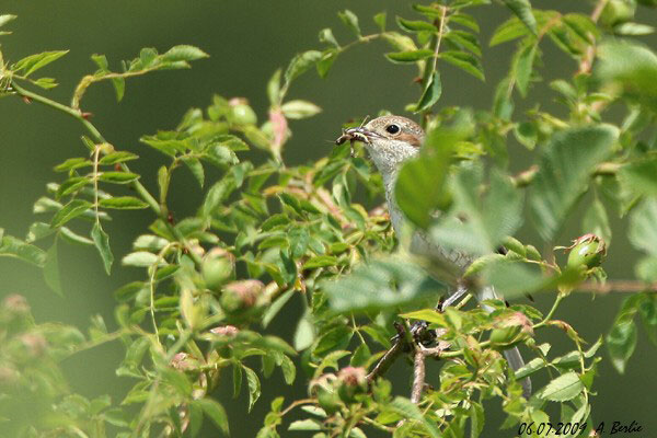Pie-grièche écorcheur  - Berlie Arlette