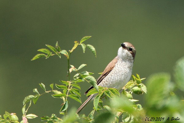 Pie-grièche écorcheur  - Berlie Arlette