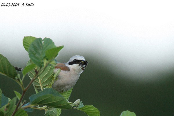 Pie-grièche écorcheur  - Berlie Arlette