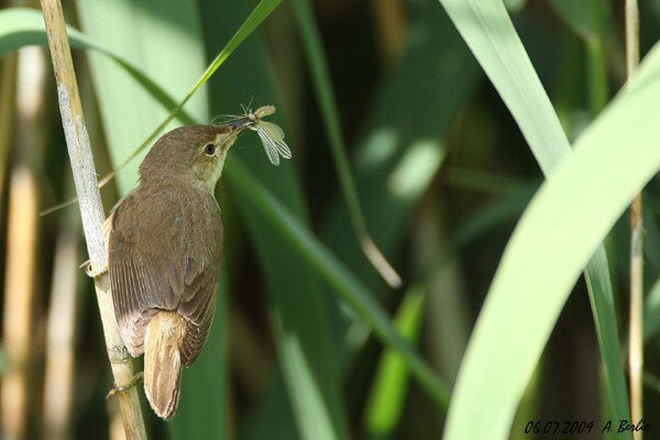 Rousserolle effarvatte  - Berlie Arlette