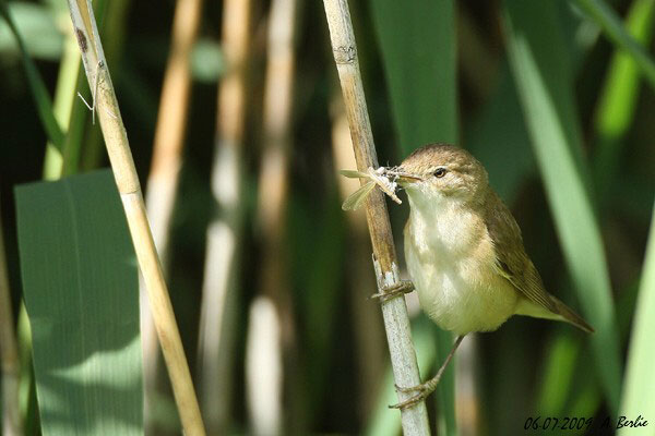 Rousserolle effarvatte  - Berlie Arlette