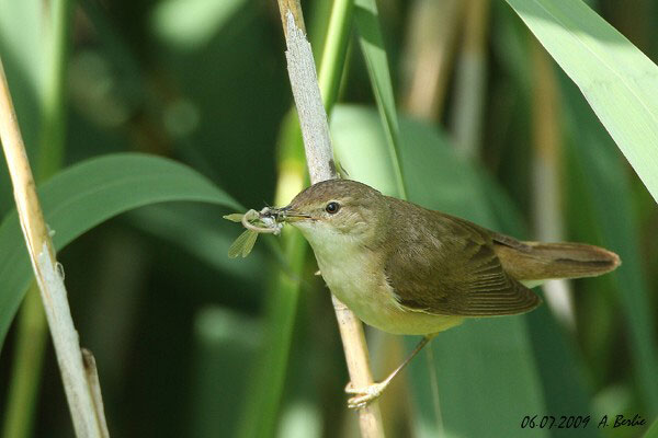 Rousserolle effarvatte  - Berlie Arlette