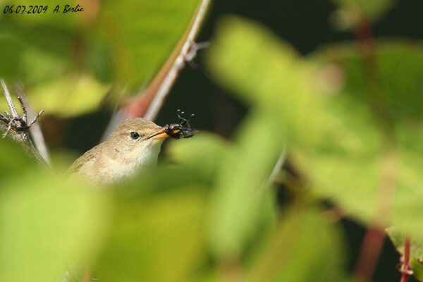 Rousserolle effarvatte  - Berlie Arlette