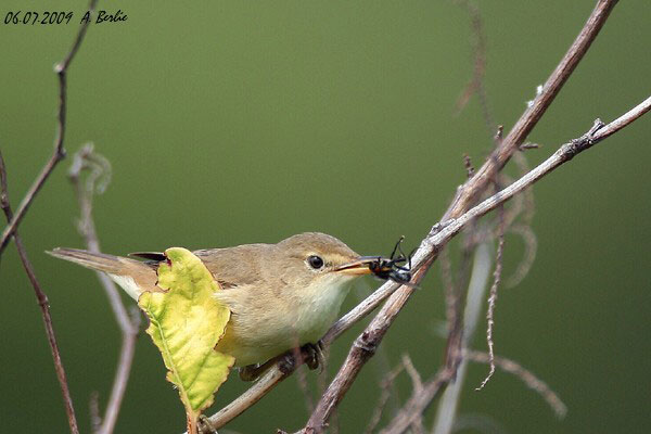 Rousserolle effarvatte  - Berlie Arlette